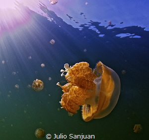 Jellyfish in Jellyfish Lake by Julio Sanjuan 